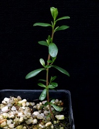 River Tea-Tree two month seedling image.