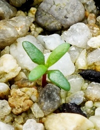 River Tea-Tree germination seedling image.
