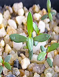 Shiny Tea-tree germination seedling image.