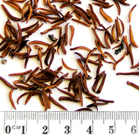 Seedling-Leptospermum-turbinatum-seed-6.jpg