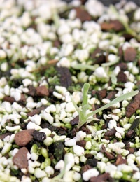Hoary Sunray germination seedling image.