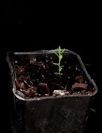 Native flax two month seedling image.