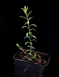 Native flax four months seedling image.