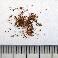 Seedling-Lobelia-anceps-seed-6.jpg