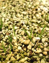 Wattle Mat Rush germination seedling image.