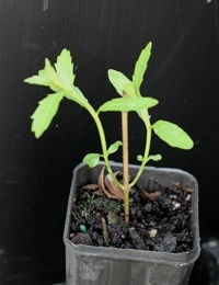 Australian Gypsywort two month seedling image.