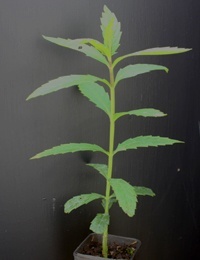 Australian Gypsywort four months seedling image.
