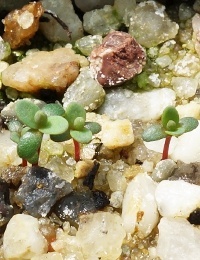 Totem-poles, Cross-leaf Honey-myrtle germination seedling image.