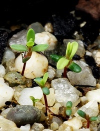Slender Honey-myrtle germination seedling image.