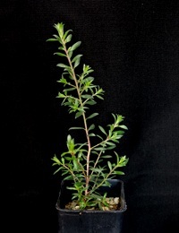 Moonah, Black Paperbark, Dryland Tea-tree six months seedling image.