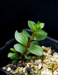 Scented Paperbark two month seedling image.