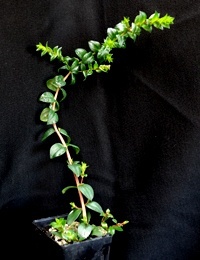 Scented Paperbark six months seedling image.