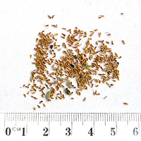 Seedling-Melaleuca-ericifolia-seed-6.jpg
