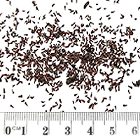 Seedling-Melaleuca-lanceolata-seed-13.jpg