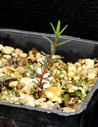 Mallee Honey-myrtle (previously known as Melaleuca neglecta) two month seedling image.