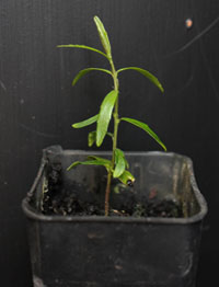 Tree Violet (previously known as Hymenanthera dentata) two month seedling image.