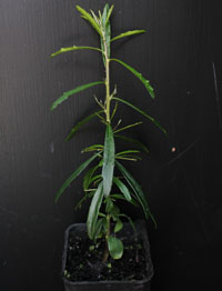 Tree Violet (previously known as Hymenanthera dentata) four months seedling image.