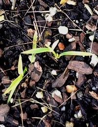 Weeping Grass germination seedling image.