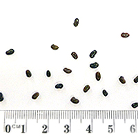 Seedling-Mirbelia-oxyloboides-seed-6.jpg