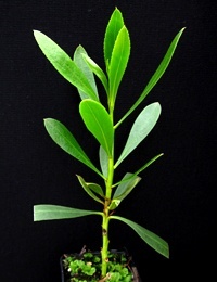 Common Boobialla, Blue-berry Tree six months seedling image.