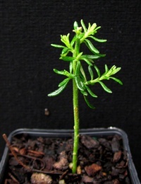 Twiggy Daisy-bush two month seedling image.