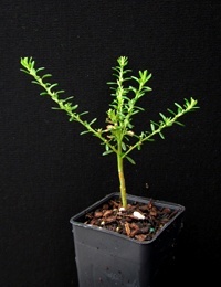 Twiggy Daisy-bush six months seedling image.