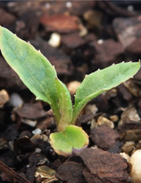 Musk Daisy-bush germination seedling image.
