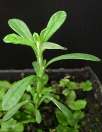 Grey Everlasting two month seedling image.
