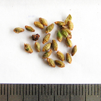 Seedling-Pimelea-axiflora-seed-6.jpg