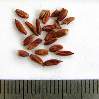 Seedling-Pimelea-linifolia-seed-6.jpg