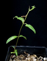 Handsome Flat-pea two month seedling image.