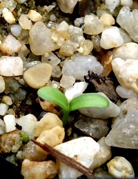 Handsome Flat-pea germination seedling image.