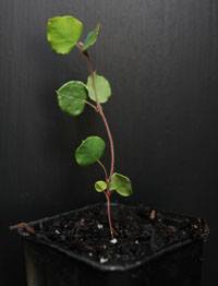Common Flat-pea two month seedling image.