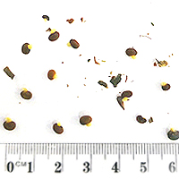 Seedling-Platylobium-formosum-seed-6.jpg