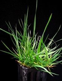 Grey Tussock Grass four months seedling image.