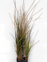 Sword Tussock-grass, Purple-sheath Tussock-grass six months seedling image.