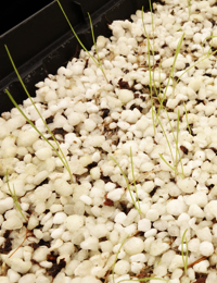 Sword Tussock-grass, Purple-sheath Tussock-grass germination seedling image.