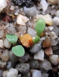 Showy Copper-wire Daisy germination seedling image.