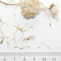 Seedling-Podolepis-jaceoides-seed-6.jpg