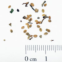 Seedling-Pomaderris-aspera-seed-6.jpg