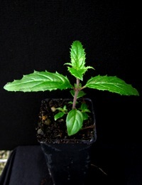 Victorian Christmas Bush four months seedling image.