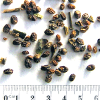 Seedling-Prostanthera-lasianthos-seed-6.jpg