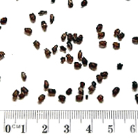 Seedling-Prostanthera-melissifolia-seed-6.jpg