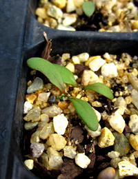 Pussy Tails germination seedling image.