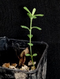 Rough Bush-pea two month seedling image.