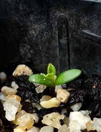 Rough Bush-pea germination seedling image.