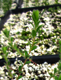 Large-leaf Bush-pea or Bitter-pea two month seedling image.