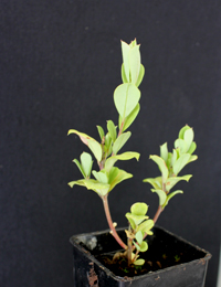 Large-leaf Bush-pea or Bitter-pea four months seedling image.