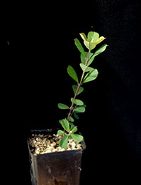 Large-leaf Bush-pea or Bitter-pea six months seedling image.