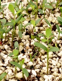 Large-leaf Bush-pea or Bitter-pea germination seedling image.